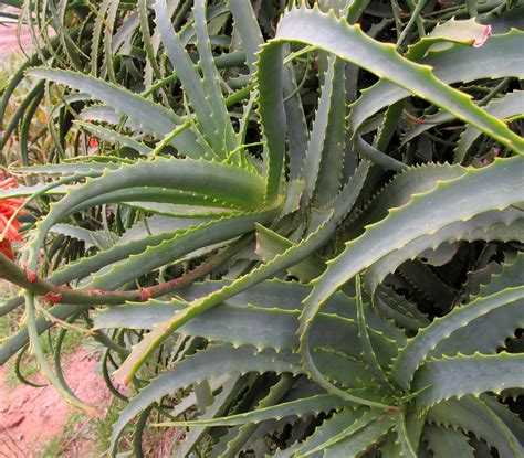 Aloe Arborescens