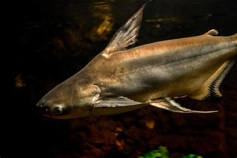 Goblin Shark Stock Photos, Images and Backgrounds for Free Download