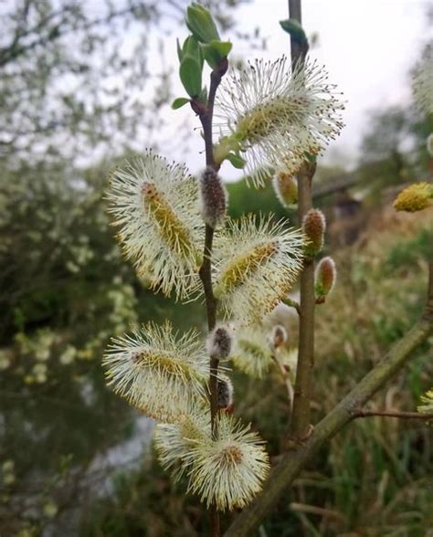Pussy Willow Tree Flower Can They Be Used As Decor Items