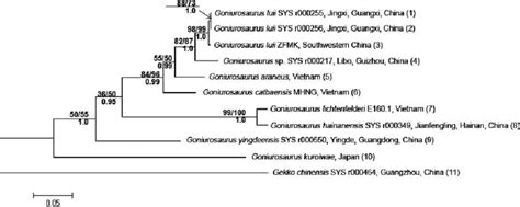 Bayesian Inference Tree Derived From Partial Dna Sequences Of The