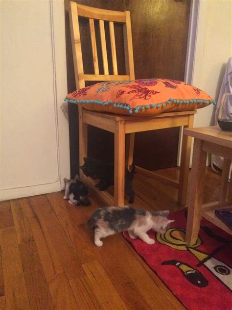 Blue Giraffes and Concrete Jungles: This Weekend I...