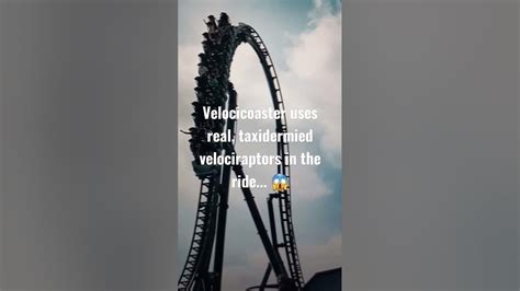 Wacky Roller Coaster Facts 😱🤯💀 Rollercoasters Amusementpark Wacky