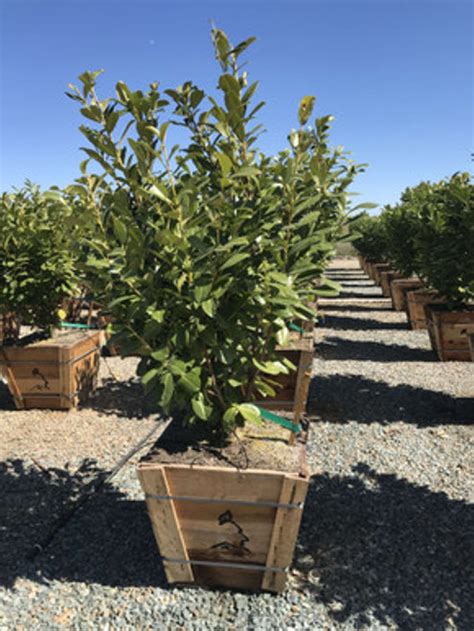 Prunus laurocerasus - Devil Mountain Wholesale Nursery