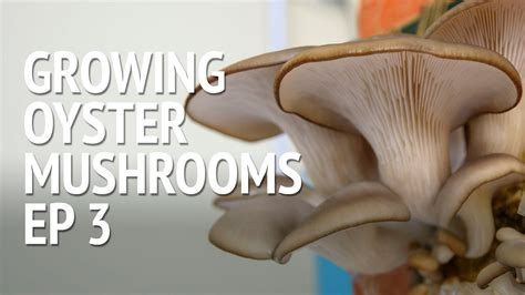 Time To Harvest My Oyster Mushrooms YouTube