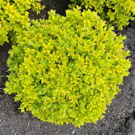 Pineapple Poprocks Spiraea Sooner Plant Farm