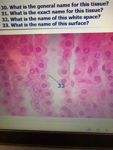 Lab Test 1a Tissues Flashcards Quizlet