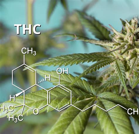 Delta Vs Cbd Are They The Same Eighty Six