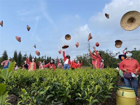 新住民全球新聞網 移民署邀請新住民「當茶農」 認識臺灣採茶、製茶功夫