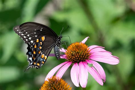 Spicebush Swallowtail Butterfly Lowell Mi Vaughn Morrison Flickr