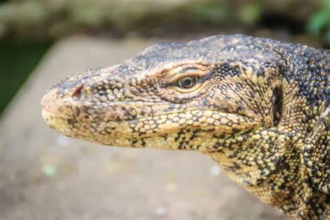 Cerca Del Monitor De Agua De Asia Varanus Salvator Tambi N Llamado