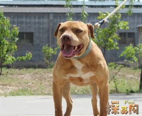 最凶猛的狗 比特犬可以战斗两个小时80kg咬合力 — 久久探索网