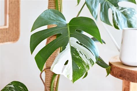 Monstera Richtig Pflegen Anleitung Tipps