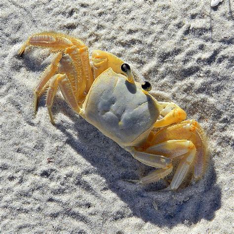 Ghost Crab Ocypode Quadrata A Ghostly Crab Skittering Ac Flickr