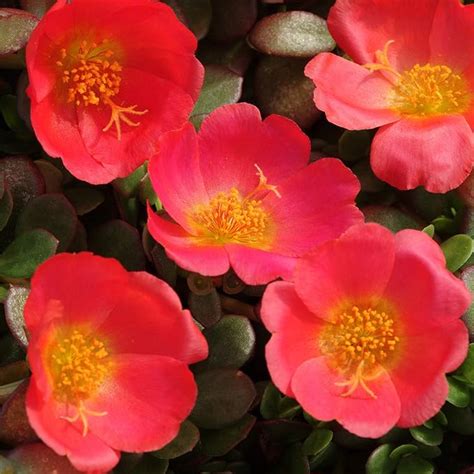 Amazon Outsidepride Seeds Annual Portulaca Oleracea Scarlet