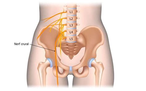 Nerf Crural Anatomie Trajet Douleur Lombafit