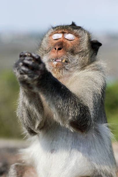 Clapping Monkey Stock Photos, Pictures & Royalty-Free Images - iStock