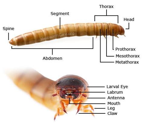 Mealworm Alchetron The Free Social Encyclopedia