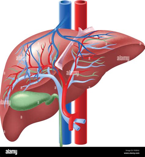 Illustration Of Human Internal Liver And Gallbladder Stock Vector Image