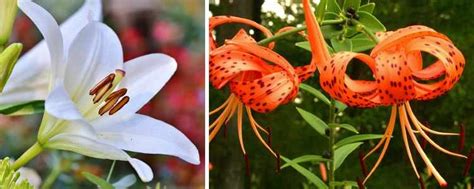 30 Types Of Lilies List Of Lily Hybrids And Lily Cultivars Pictures