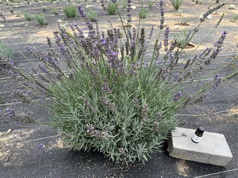 Phenomenal Lavender A Complete Guide To Growing Caring And