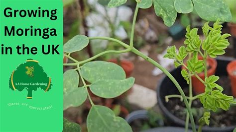 Growing Moringa in the UK - YouTube