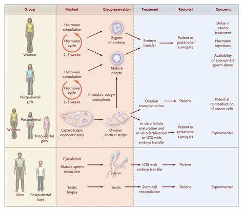 Preservation Of Fertility In Patients With Cancer Nejm