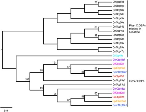 Phylogeny Of Plus C And Classic Dimer Odorant Binding Proteins The