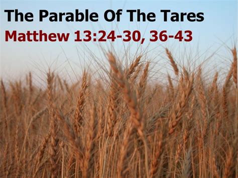 The Wheat And The Tares Devoted To You