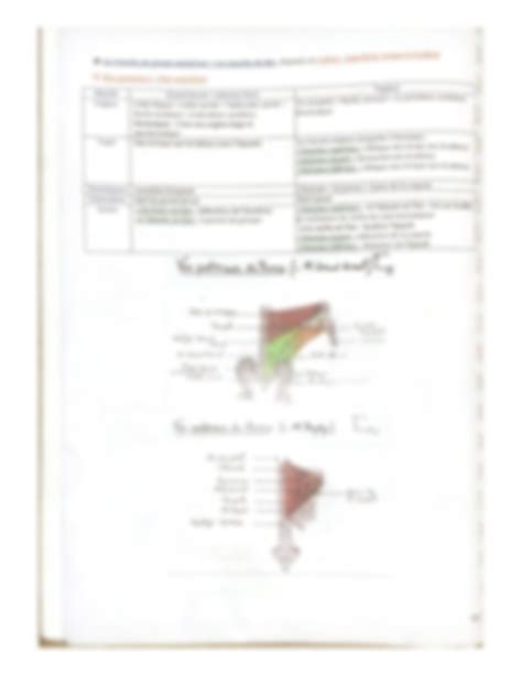 Solution Myologie Du Thorax Studypool