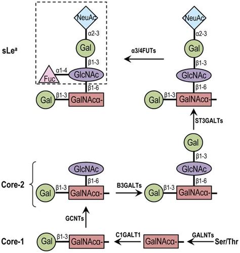 Biosynthetic Pathway Of Nucin Core 2 Associated Sialyl Lewis A SLe A