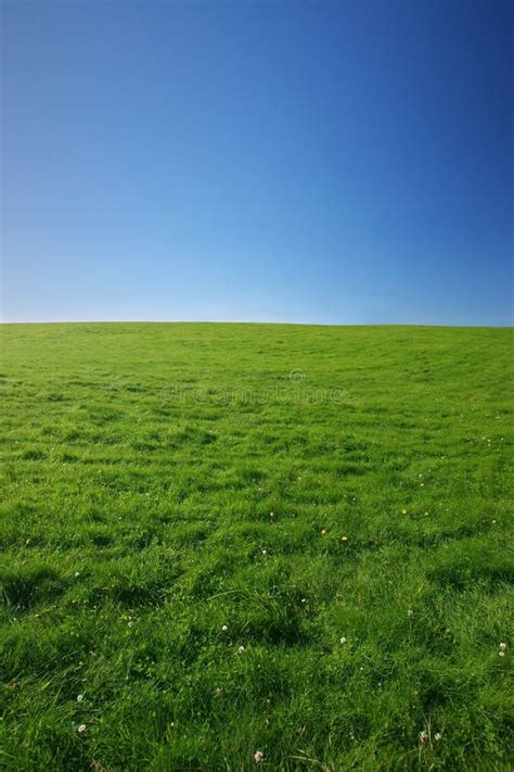 Green meadow stock photo. Image of green, bloom, grass - 1590092
