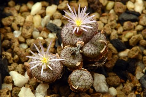 15 Octobre 2018 Conophytum Obcordellum Var Ceresianum C Flickr