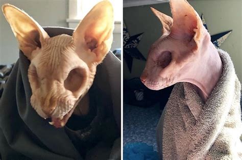 This Eyeless, Hairless Cat Is The Cutest Nightmare Fuel I Ever Did See