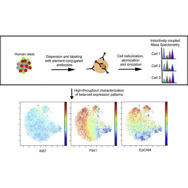 Single-Cell Mass Cytometry Analysis of the Human Endocrine Pancreas ...