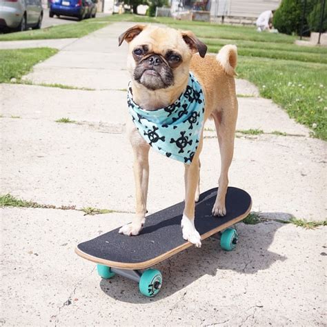 Dog Skateboard Pug Skates Pugs French Bulldog Skateboard Adventure