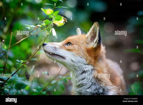 A Red Fox Vulpes Vulpes Sniffing Nettles In Woodland Stock Photo Alamy