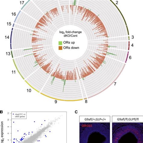 H3k9 Methyltransferases G9a And Glp Are Needed For Or Expression And Download Scientific