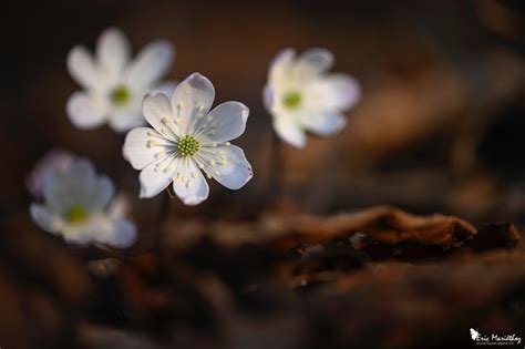 Anemone Hepatique Faune Alpine Ch Eric Mari Thoz