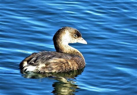 Pied Billed Grebe Bolsa Chica Dave Telford Flickr