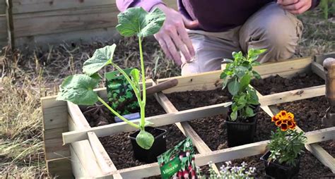 Commentchoisir Son Carr Potager Tout Sur Le Potagers En Carr