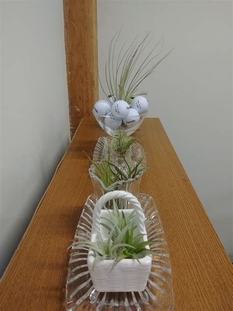 Airplants | Air plants, Glass vase, Decor