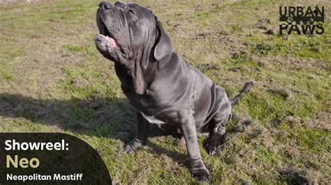 Dog Training Neo Neopolitan Mastiff Sit Paw Up Sit Down Youtube