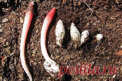 В российском регионе заметили адски красивые грибы с запахом гнилого ...