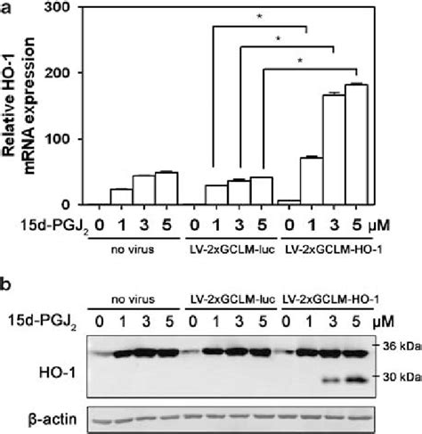 15 Deoxy Prostaglandin J 2 15d Pgj 2 Induced Heme Oxygenase 1 Ho 1