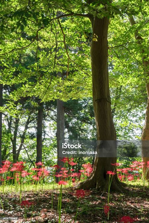 Beautiful Lycoris Radiata Flowers Blooming In Flower Field Stock Photo