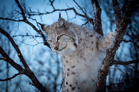 Lnyx Eurasian Lynx Hd Wallpaper Pxfuel