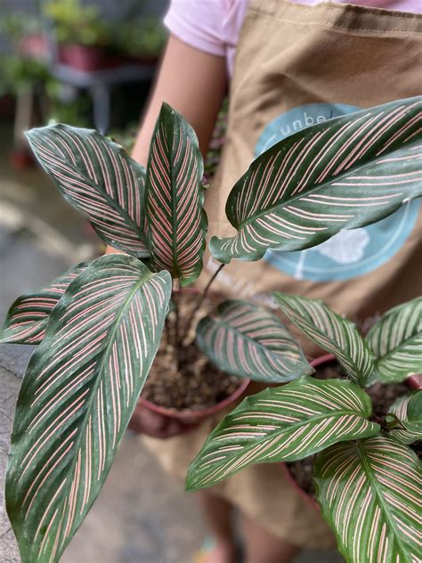 Calathea Pinstripe Ornata Unbeleafable