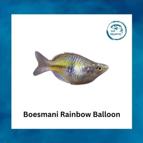 Jual Ikan Hias Aquascape Boesmani Boesemani Rainbow Shopee Indonesia