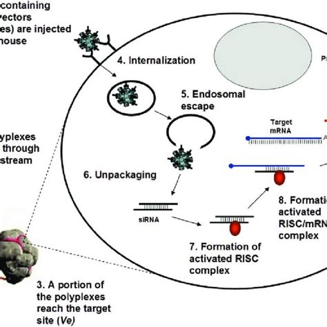 Simplified Schematic Of The Key Steps Required For Sirna Delivery To