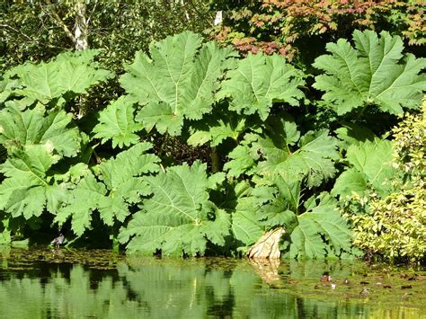 Framed Art for Your Wall Gunnera Big Leaf Giant Gunnera Manicata Leaf ...